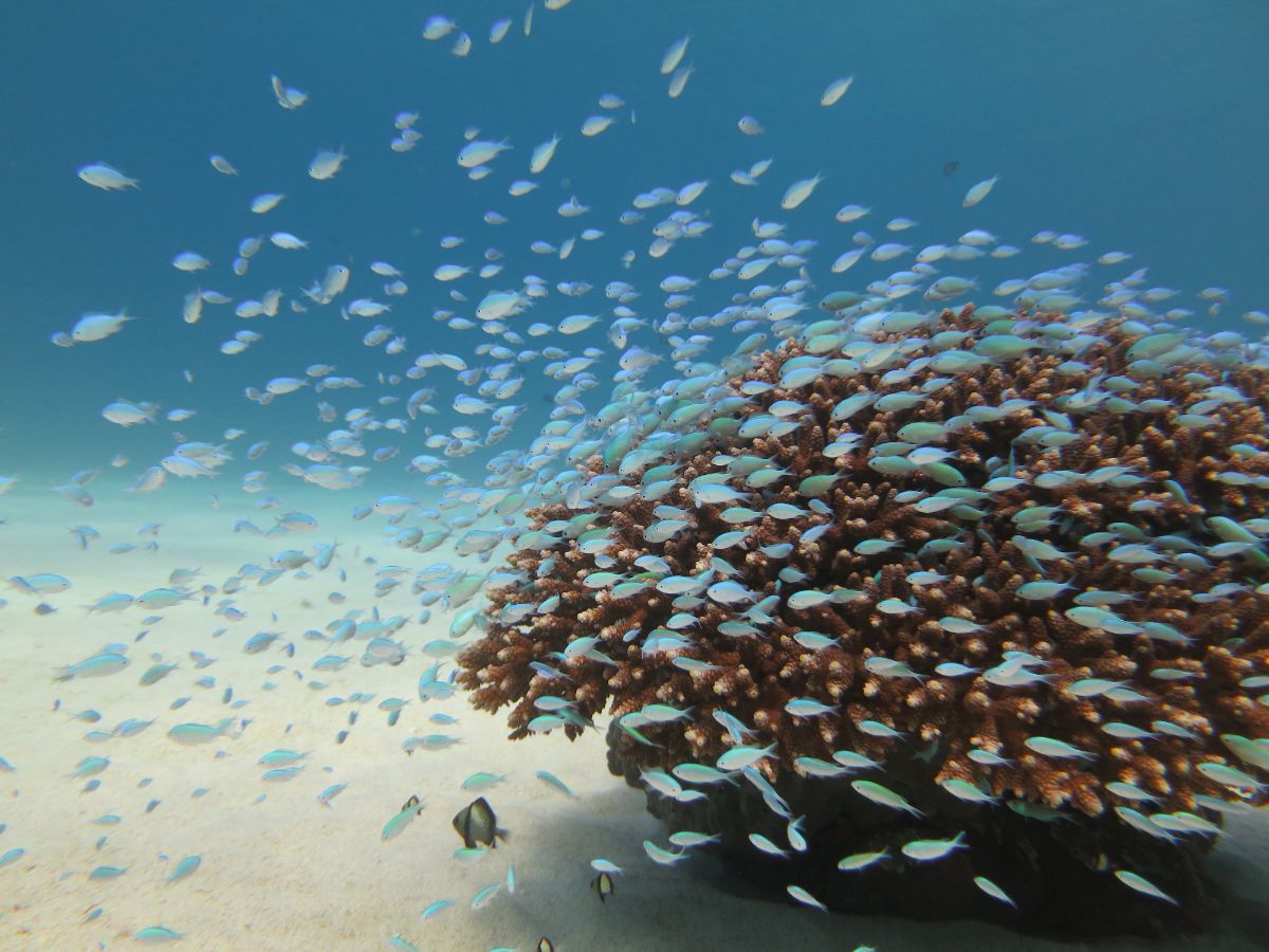 とかしき祭り×ケラマの海！秋の渡嘉敷島ダイビングツアー🏝️のイメージ